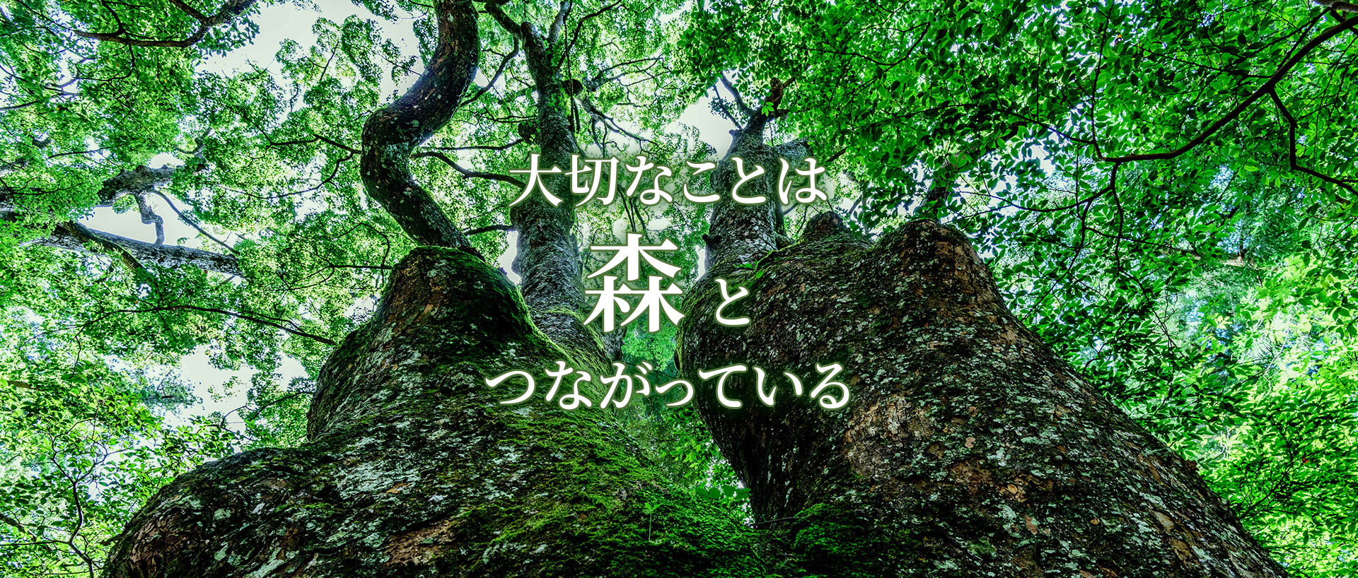 大切なことは森とつながっている